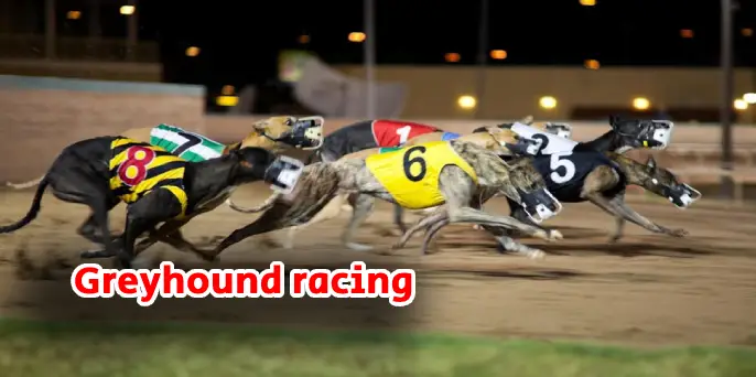 Greyhound Racing